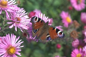 Img0128 Papillon