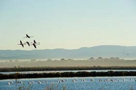 photo09604 Vol de Flamands roses